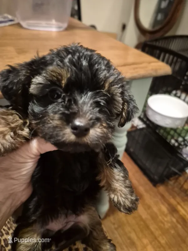Little Lola – Yorkshire Terrier, Poodle - Toy  puppy for sale in Lancaster, PA