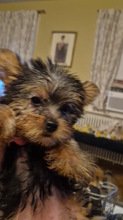 ELOISE, a female Yorkshire Terrier for sale in Lancaster, PA – 7 of 8