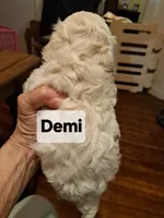Stunning Demi, a female Maltese and Poodle - Toy  for sale in Lancaster, PA – Photo 5 of 8