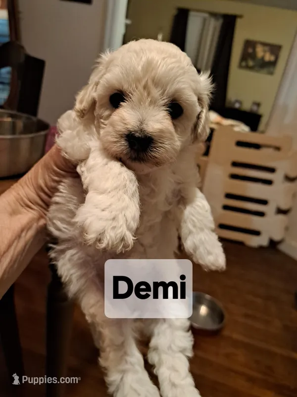 Stunning Demi, a female Maltese and Poodle - Toy  for sale in Lancaster, PA – Photo 1 of 8