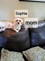 Stunning Demi, a female Maltese and Poodle - Toy  for sale in Lancaster, PA – Photo 7 of 8