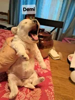 Stunning Demi, a female Maltese and Poodle - Toy  for sale in Lancaster, PA – Photo 6 of 8