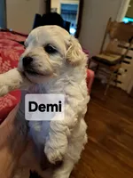 Stunning Demi, a female Maltese and Poodle - Toy  for sale in Lancaster, PA – Photo 4 of 8