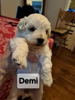 Stunning Demi, a female Maltese and Poodle - Toy  for sale in Lancaster, PA – Photo 3 of 8