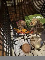 Stanley, a male Maltese and Yorkshire Terrier for sale in Lancaster, PA – 2 of 8