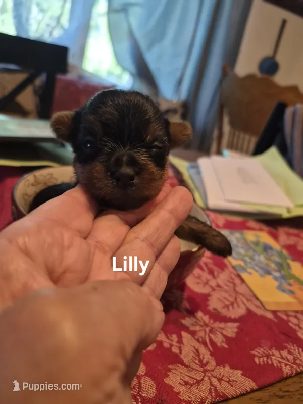 LITTLE LILLY  – Yorkshire Terrier puppy for sale in Lancaster, PA