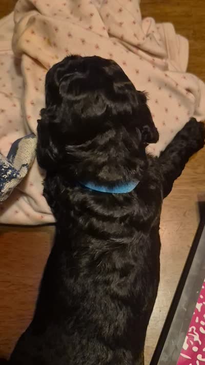 JETT , a male Poodle - Toy  for sale in Lancaster, PA – 6 of 7