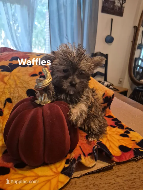 Lilttle Waffles – Maltese, Yorkshire Terrier puppy for sale in Lancaster, PA