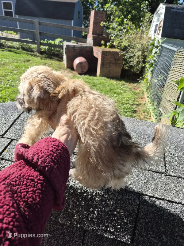 Stanley – Morkie puppy for sale in Lancaster, PA