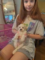 ADORABLE ASHER, a male Maltese and Poodle - Toy  for sale in Lancaster, PA – Photo 1 of 6