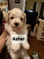 ADORABLE ASHER, a male Maltese and Poodle - Toy  for sale in Lancaster, PA – Photo 3 of 6