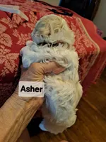 ADORABLE ASHER, a male Maltese and Poodle - Toy  for sale in Lancaster, PA – Photo 6 of 6