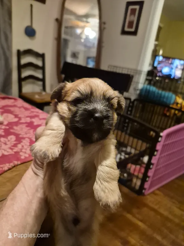 LINCOLN – Maltese, Yorkshire Terrier puppy for sale in Lancaster, PA