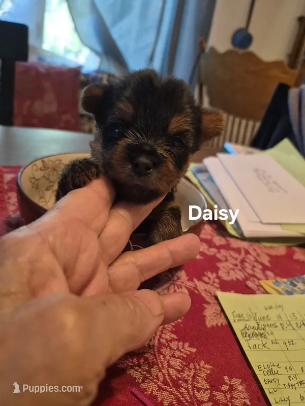 Daisy – Yorkshire Terrier puppy for sale in Lancaster, PA