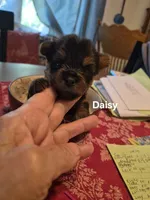 Daisy, a female Yorkshire Terrier for sale in Lancaster, PA – 1 of 4