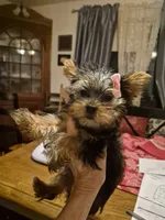 ELOISE, a female Yorkshire Terrier for sale in Lancaster, PA – 3 of 8