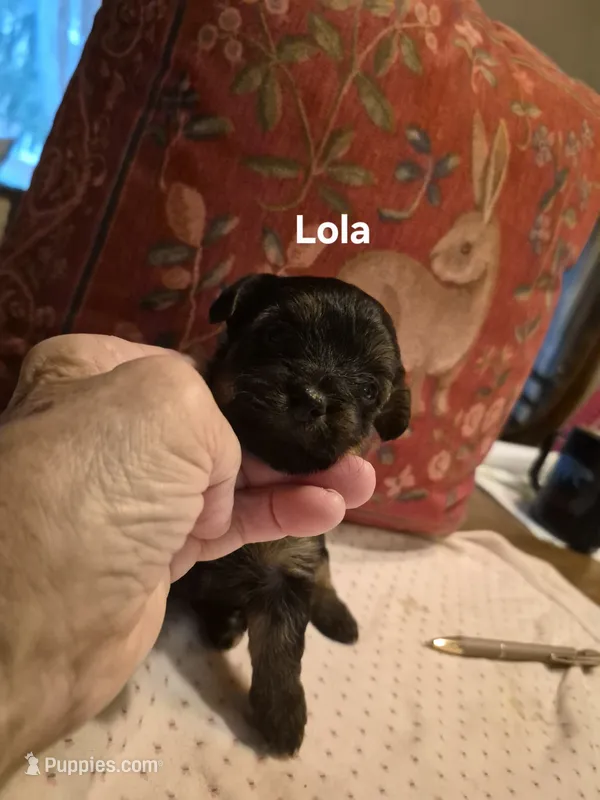 Little Lola – Yorkshire Terrier, Poodle - Toy  puppy for sale in Lancaster, PA