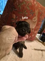 Little Lola, a female Poodle - Toy  for sale in Lancaster, PA – 3 of 8