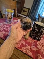 Stanley, a male Maltese and Yorkshire Terrier for sale in Lancaster, PA – 3 of 7