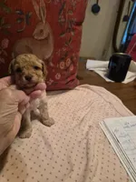 Harper, a female Poodle - Toy  for sale in Lancaster, PA – 5 of 9