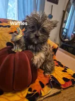 Lilttle Waffles, a male Morkie for sale in Lancaster, PA – 2 of 8