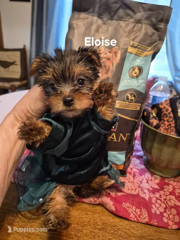 ELOISE – Yorkshire Terrier puppy for sale in Lancaster, PA