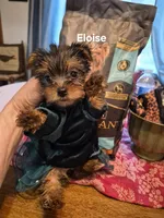 ELOISE, a female Yorkshire Terrier for sale in Lancaster, PA – 4 of 7