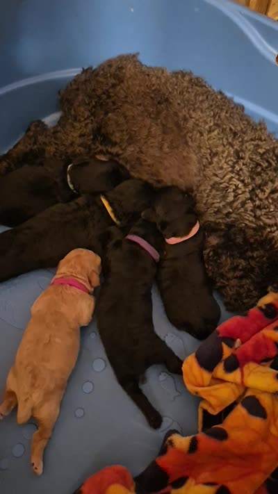 Harper, a female Yorkshire Terrier and Poodle - Toy  for sale in Lancaster, PA – 9 of 9