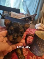 LITTLE LILLY , a female Yorkshire Terrier for sale in Lancaster, PA – 2 of 5