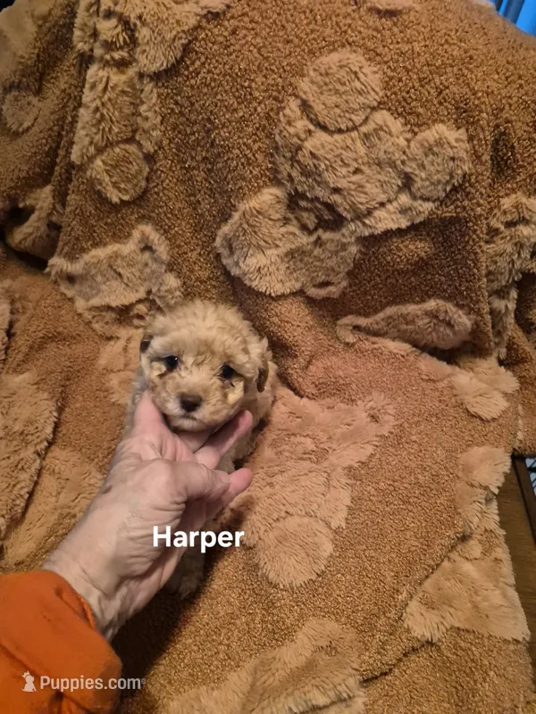 Harper – Yorkshire Terrier, Poodle - Toy  puppy for sale in Lancaster, PA