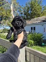Maverick, a male Yorkshire Terrier and Poodle - Toy  for sale in Lancaster, PA – 3 of 9