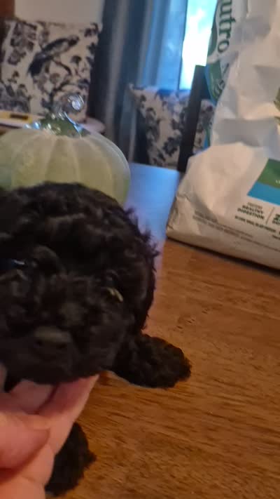 JETT , a male Poodle - Toy  for sale in Lancaster, PA – 7 of 7