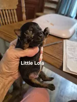 Little Lola, a female Yorkshire Terrier and Poodle - Toy  for sale in Lancaster, PA – 3 of 6