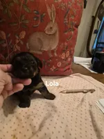 Little Lola, a female Poodle - Toy  for sale in Lancaster, PA – 5 of 8