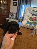 JETT , a male Poodle - Toy  for sale in Lancaster, PA – 2 of 7