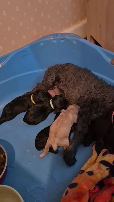 EVIE, a female Yorkshire Terrier and Poodle - Toy  for sale in Lancaster, PA – 4 of 6