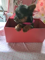 Violet, a female Yorkshire Terrier for sale in Lancaster, PA – Photo 2 of 4