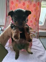 Violet, a female Yorkshire Terrier for sale in Lancaster, PA – Photo 1 of 4