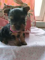Violet, a female Yorkshire Terrier for sale in Lancaster, PA – Photo 3 of 4