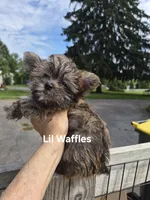 Lilttle Waffles, a male Maltese and Yorkshire Terrier for sale in Lancaster, PA – 4 of 7