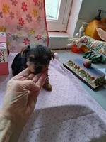 Daisy, a female Yorkshire Terrier for sale in Lancaster, PA – Photo 3 of 5