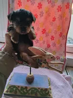 Daisy, a female Yorkshire Terrier for sale in Lancaster, PA – Photo 1 of 5