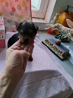 Daisy, a female Yorkshire Terrier for sale in Lancaster, PA – Photo 4 of 5