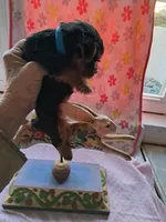 Daisy, a female Yorkshire Terrier for sale in Lancaster, PA – Photo 5 of 5