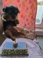 Daisy, a female Yorkshire Terrier for sale in Lancaster, PA – Photo 2 of 5