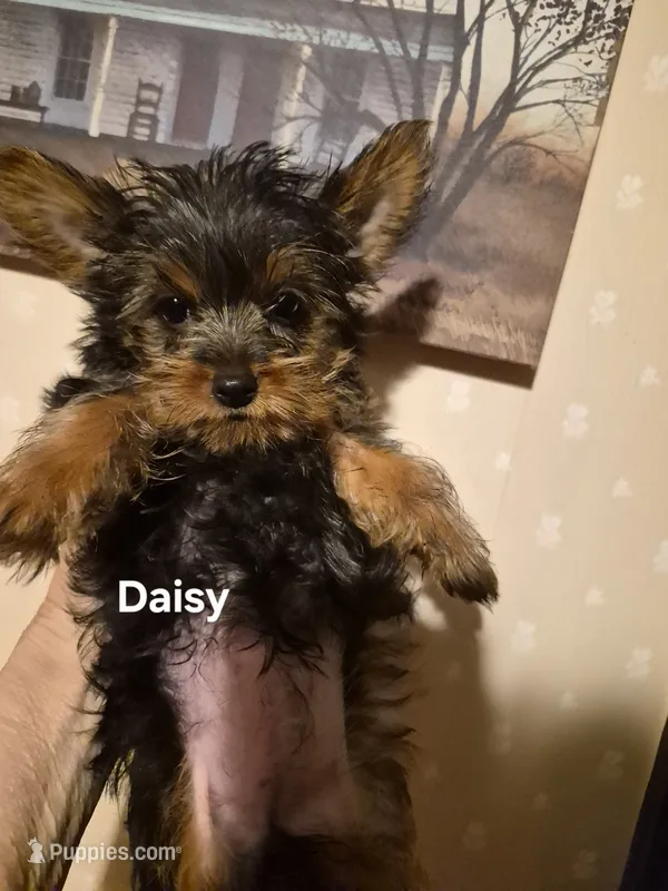 Daisy – Yorkshire Terrier puppy for sale in Lancaster, PA