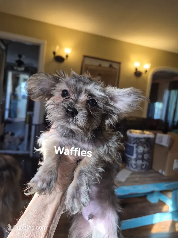 Lilttle Waffles – Morkie puppy for sale in Lancaster, PA