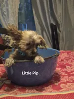 Pipsqueek,Little Pip, a male Morkie for sale in Lancaster, PA – 6 of 6