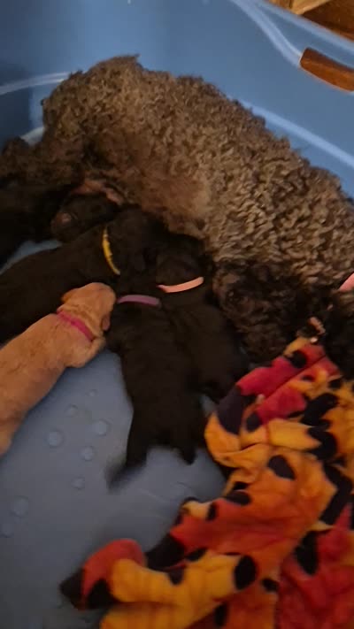 EVIE, a female Yorkshire Terrier and Poodle - Toy  for sale in Lancaster, PA – 5 of 6