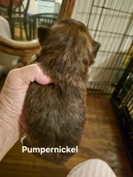 Pumpernickel , a male Maltese and Yorkshire Terrier for sale in Lancaster, PA – 2 of 2